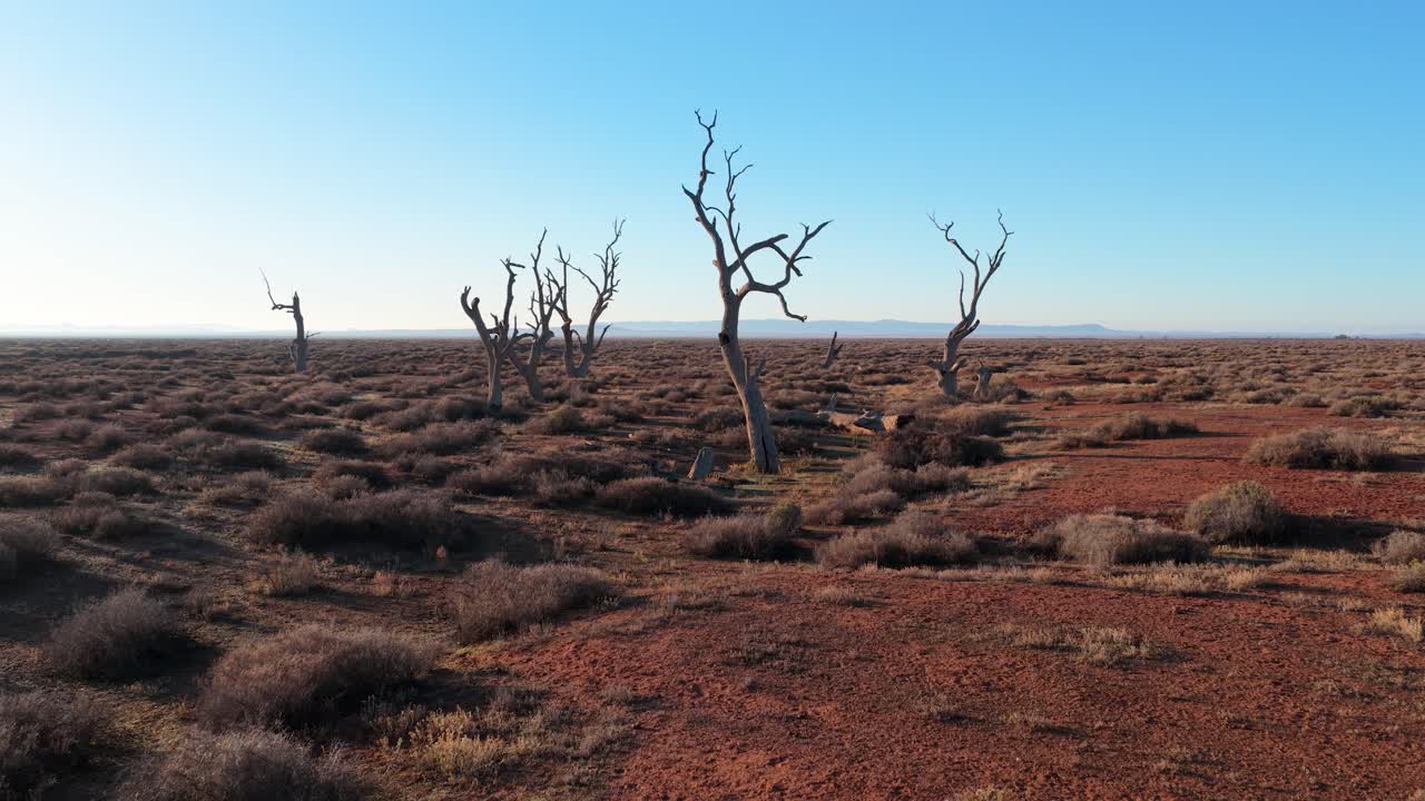 Low-altitude drone reversing away from dead trees over dry, desolate red dirt in Outback Australia