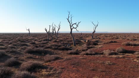 low-altitude drone reversing away from dead trees over dry, desolate red dirt in outback australia