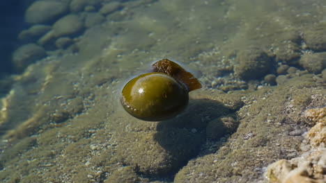 green bubble algae in clear shallow water