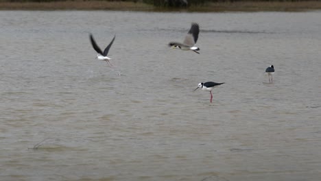 Pied-stilt-birds-in-an-inlet