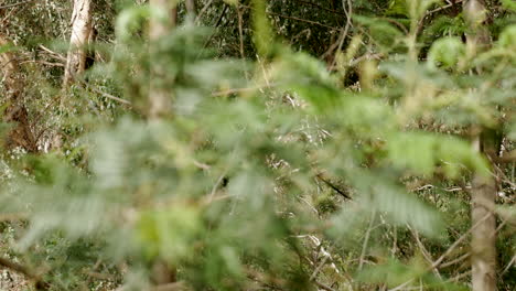 CLOSE-UP-of-a-native-Australian-black-wattle-tree,-RACK-FOCUS