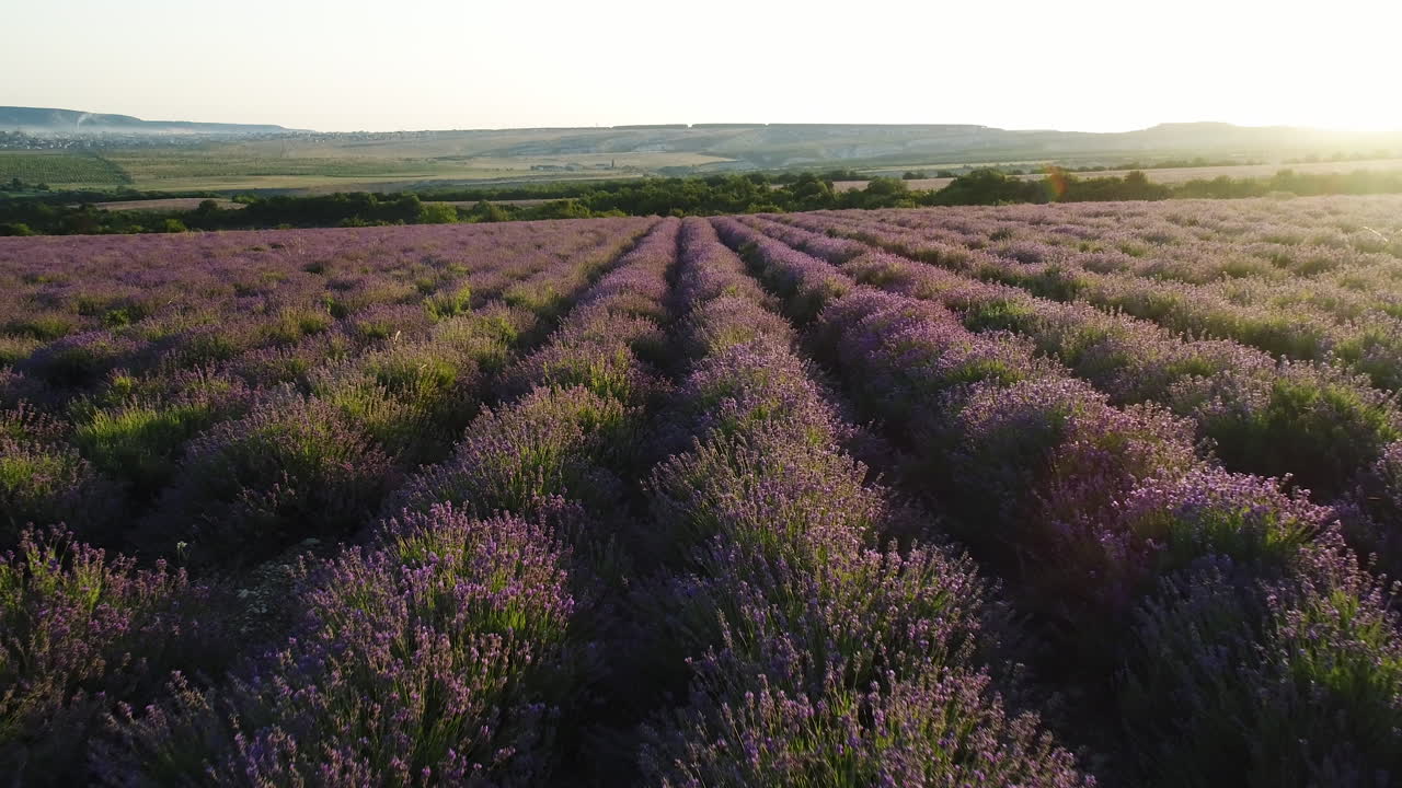 campo de lavanda al amanecer o al atardecer
