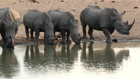 medium shot of several white rhino drinking from a watering hole in africa