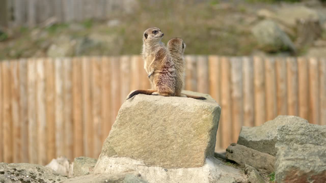 두 마리의 미어캣이 바위에 앉아 우리의 위험을 찾고 있습니다.