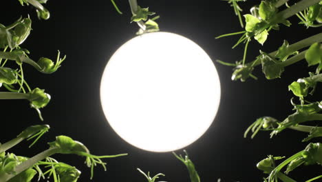 ROTATING,-Young-pea-shoots-grow-towards-abstract-sun,-studio-background