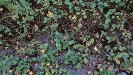 Top-shot-of-a-swamp-full-of-grasses-and-water-plants,-camera-getting-closer-to-the-surface