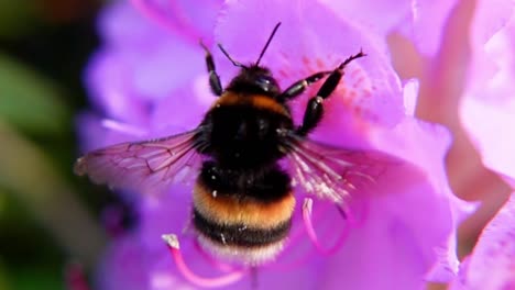 Große-Erdhummel-Sammelt-Nektar-Auf-Einer-Rosa-Blüte