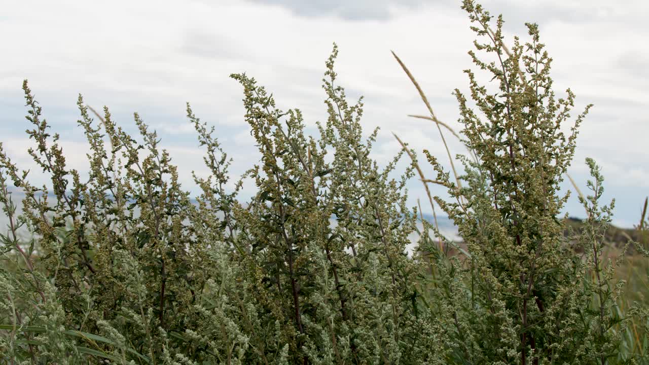 Tall green plants sway in wind under cloudy sky, natural light, static camera, outdoor setting