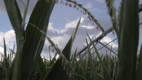 slider shot of pivot irrigation system in a field of corn