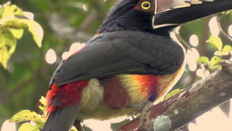 a beautifully coloured collared aracari picks and eats an olive from a tree