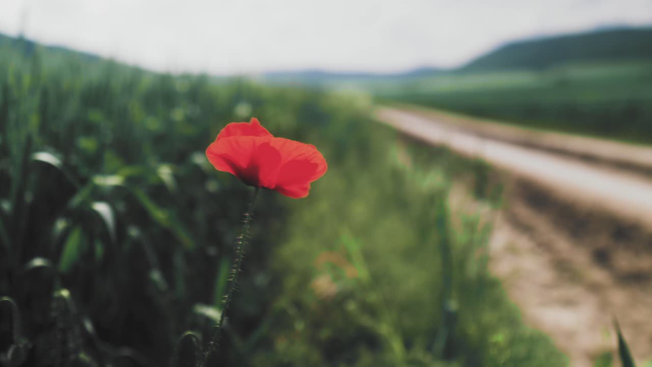 Ripresa a mano al rallentatore di un papavero che ondeggia al vento vicino a una strada di campagna