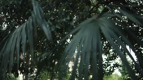 hojas de palma en un jardín tropical