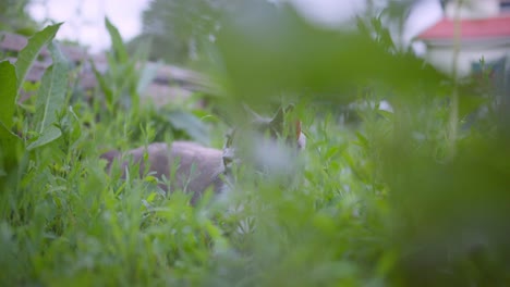 Graue-Katze-Versteckt-Sich-Im-Hohen-Gras