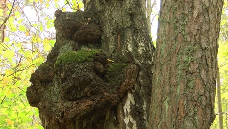 birch wart looks like a bear sleeping with paws holding a tree