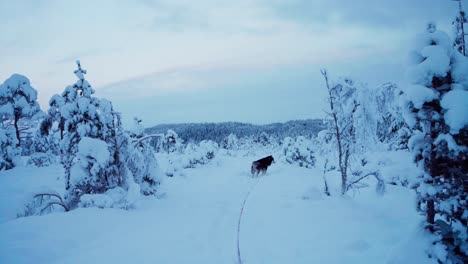 alaskan malamute pet dog walking in the forest covered with snow in winter - wide shot