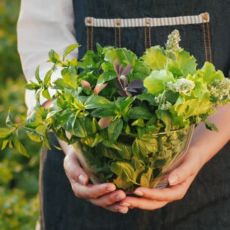 Farmer-Holds-A-Bowl-With-Mint-Melissa-And-Barberry---Ingredients-For-Soft-Drinks-And-Tea