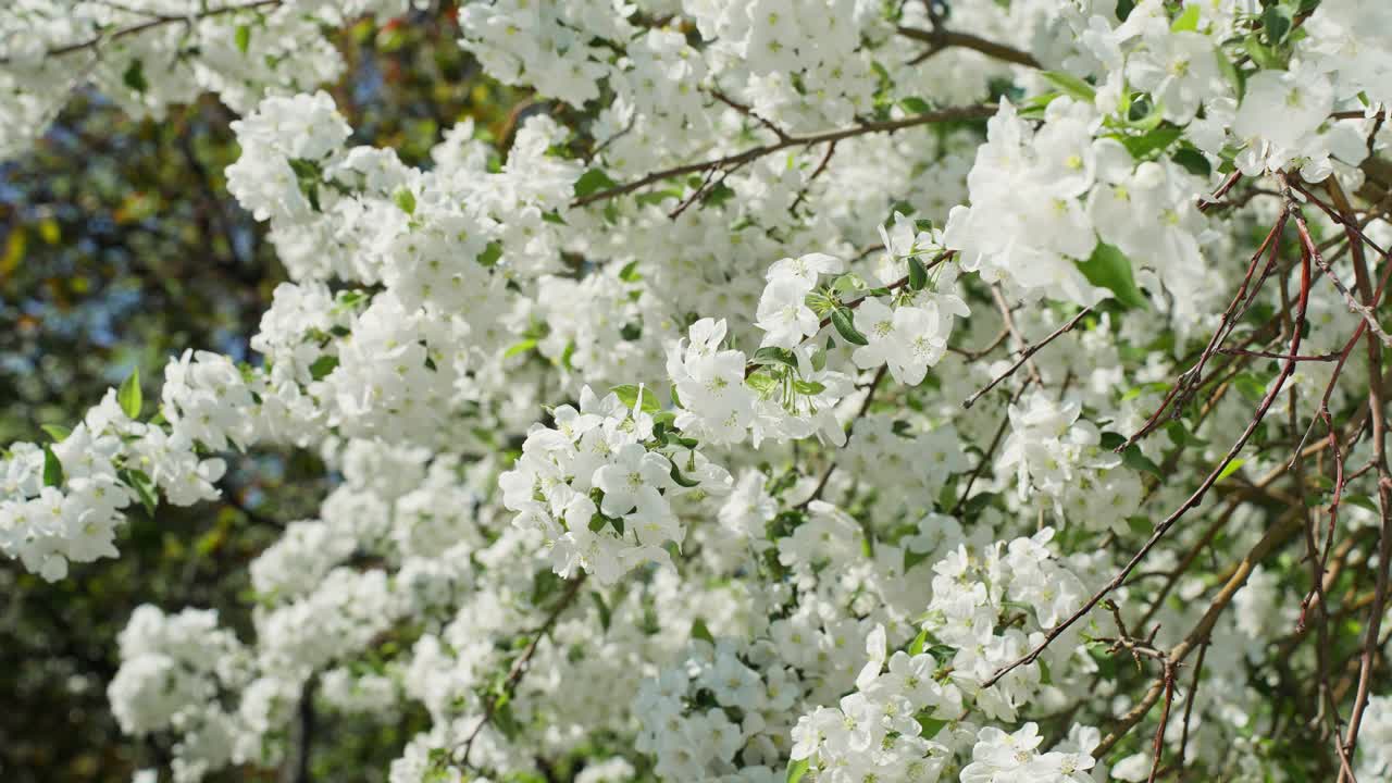 Beautiful Blooming Apple Tree in Spring
