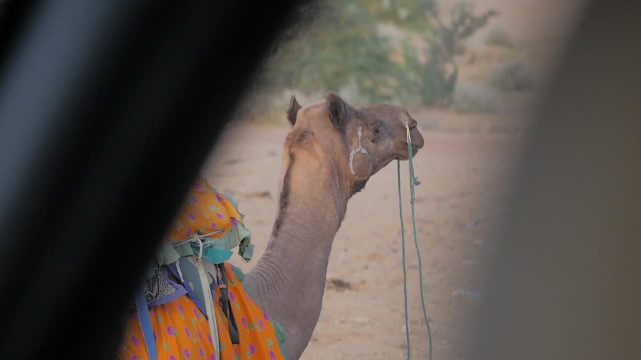 A camel turns its head and looks at the camera while in a car.