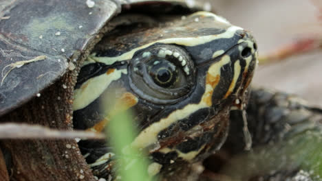 extreme headshot chicken turtle . close up shot