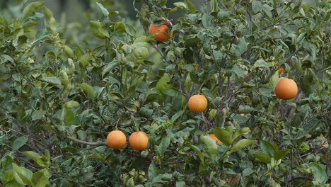 orange trees with ripe fruits