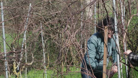 strong independent caucasian woman farmer prunes vines during late winter dormancy among bare rows in martani hills, preserving tradition and quality grape production under soft seasonal light