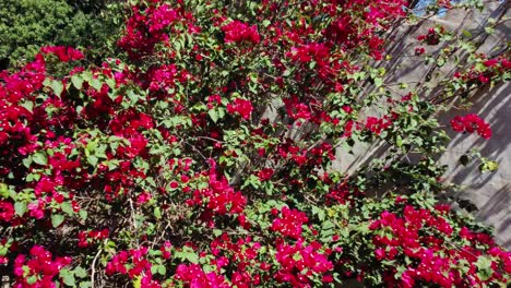 Adelanto-Del-Arbusto-De-Santa-Rita-Con-Un-Enjambre-De-Mariposas