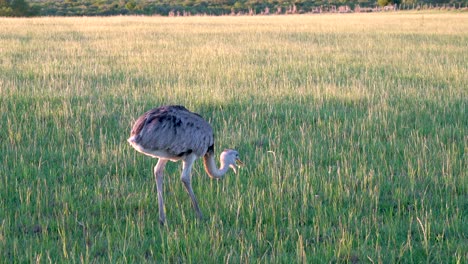 Ñandu-ostrich-walking-and-grazing-through-a-pasture,-sunset-in-Uruguay