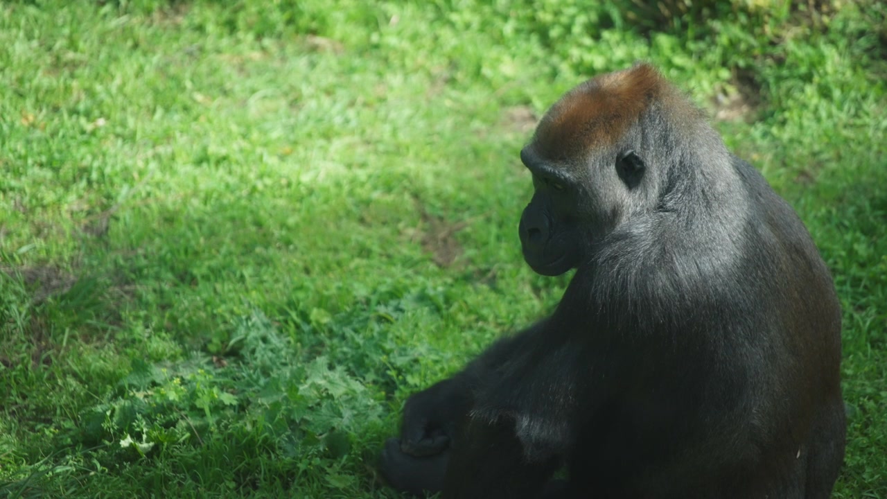 Gorilla seduto a terra