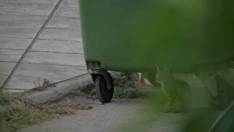 homeless cat near the trash container