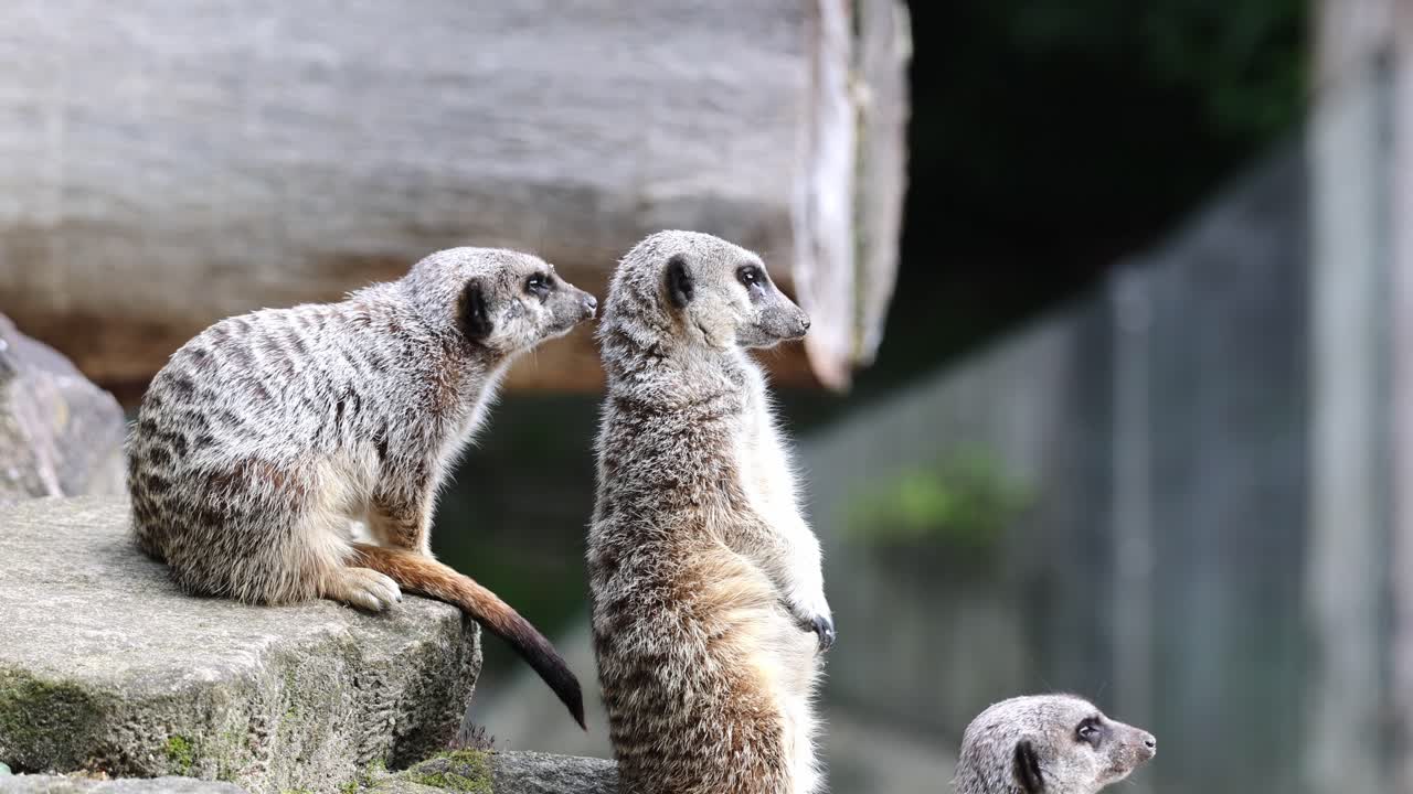 Meerkats in a group