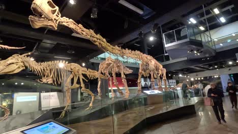 panoramic view of dinosaur skeletons in museum