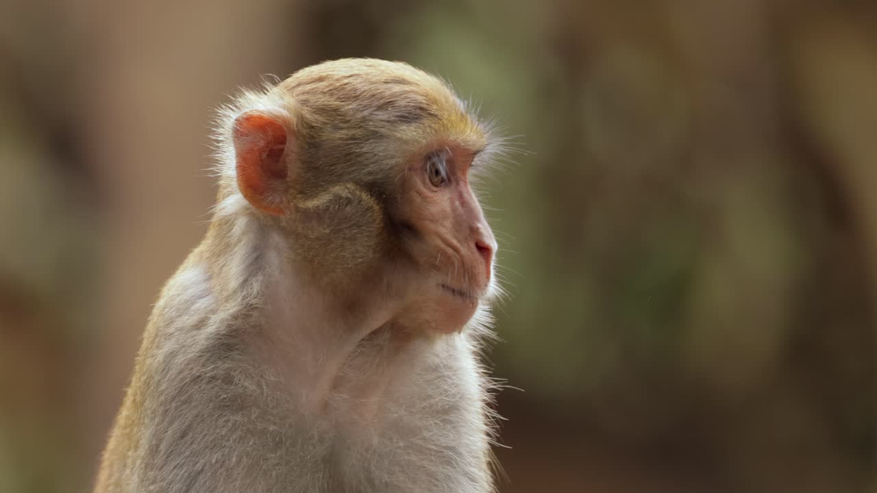 los macacos constituyen un género (macaca) de monos gregarios. los macacos se encuentran en una variedad de hábitats en todo el continente asiático y son altamente adaptables.