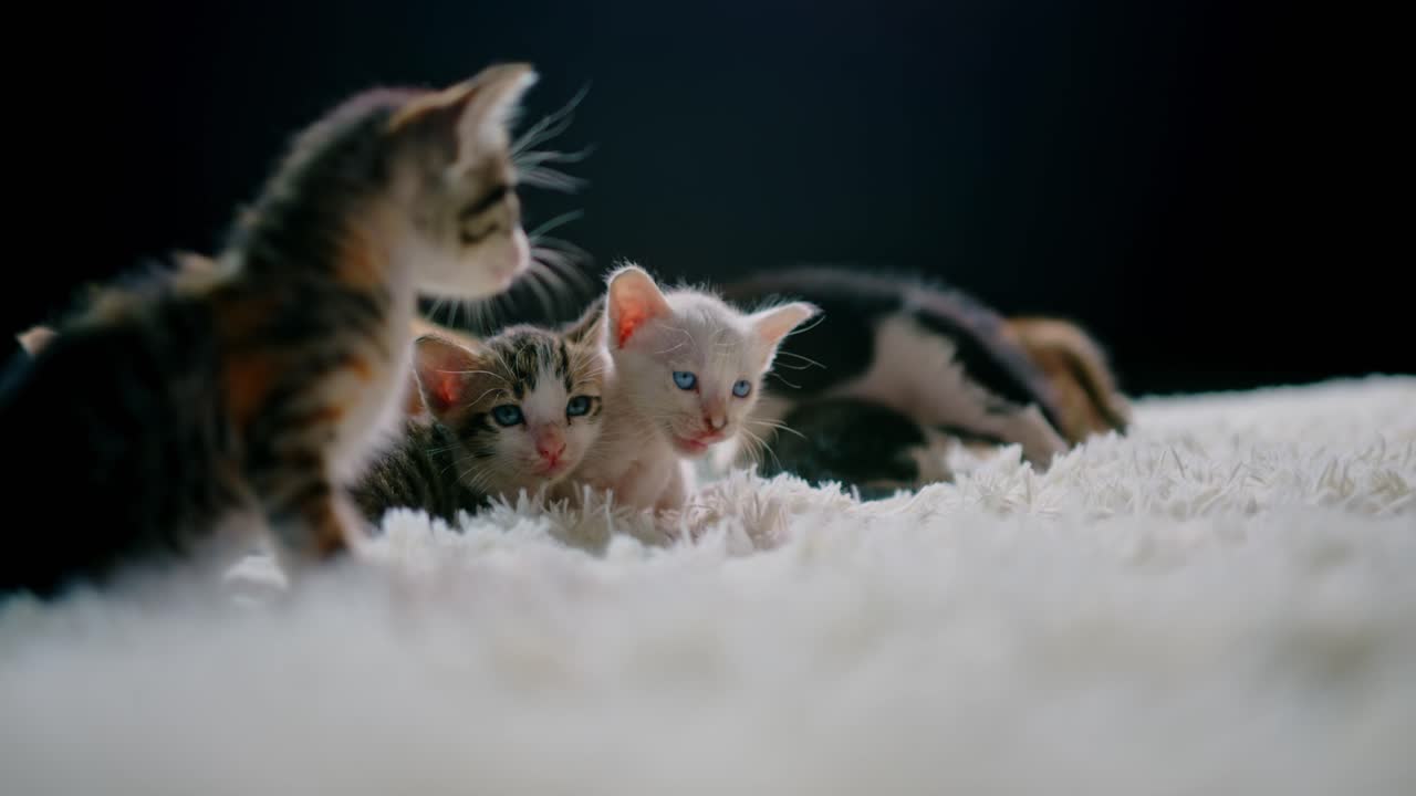 Tre gattini su una coperta bianca