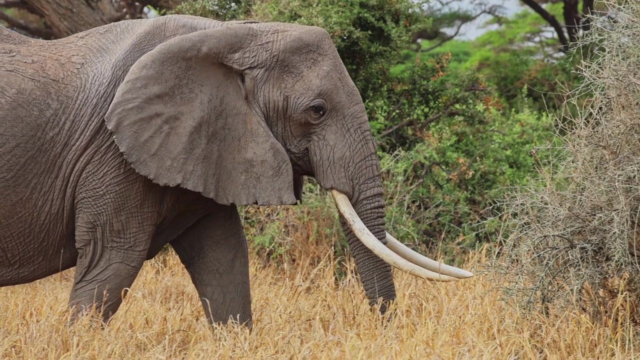 Primo piano di profilo laterale di un elefante africano maschio con zanne eccezionalmente lunghe che cammina attraverso erba alta, secca e dorata, con cespugli di acacia verdi sullo sfondo, in una giornata nuvolosa.