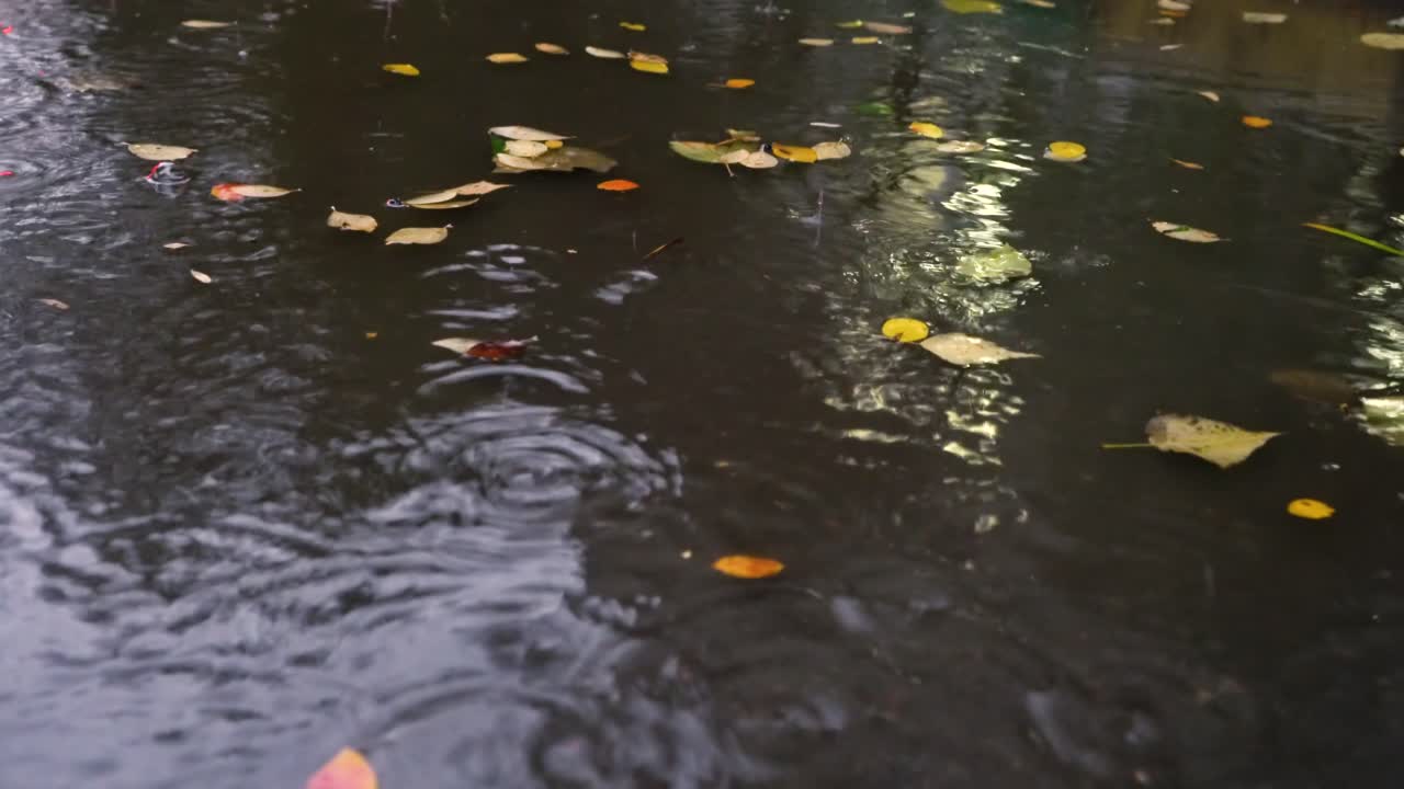Autumn rain in bad weather, rain drops on the surface of the puddle with fallen leaves.