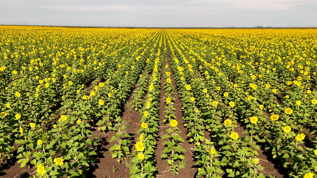 Drone dolly over vast bright yellow farm field of sunflowers in bloom