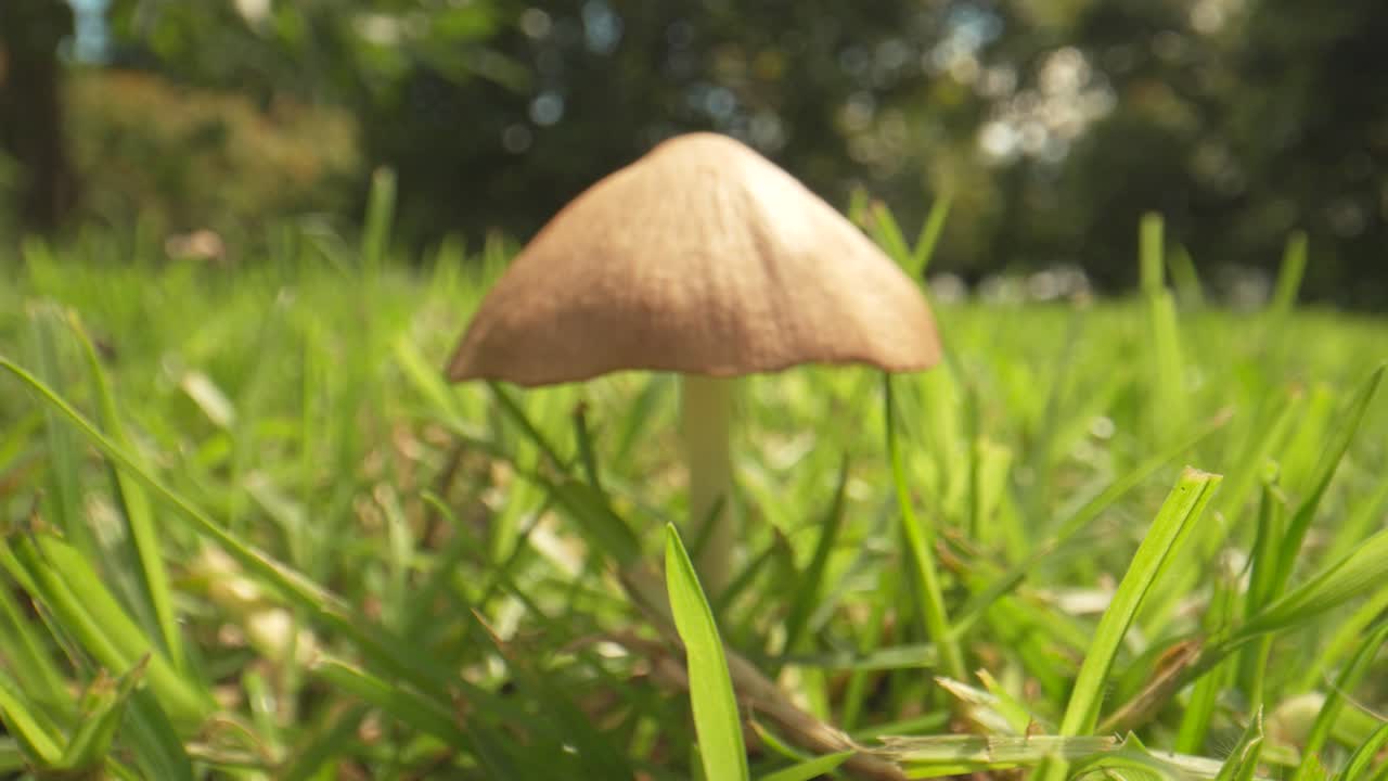 Revealing shot of field mushrooms growing in forest, New Zealand