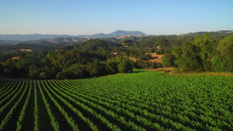 An-side-low-aerial-over-vast-rows-of-vineyards-in-Northern-California's-Sonoma-County-