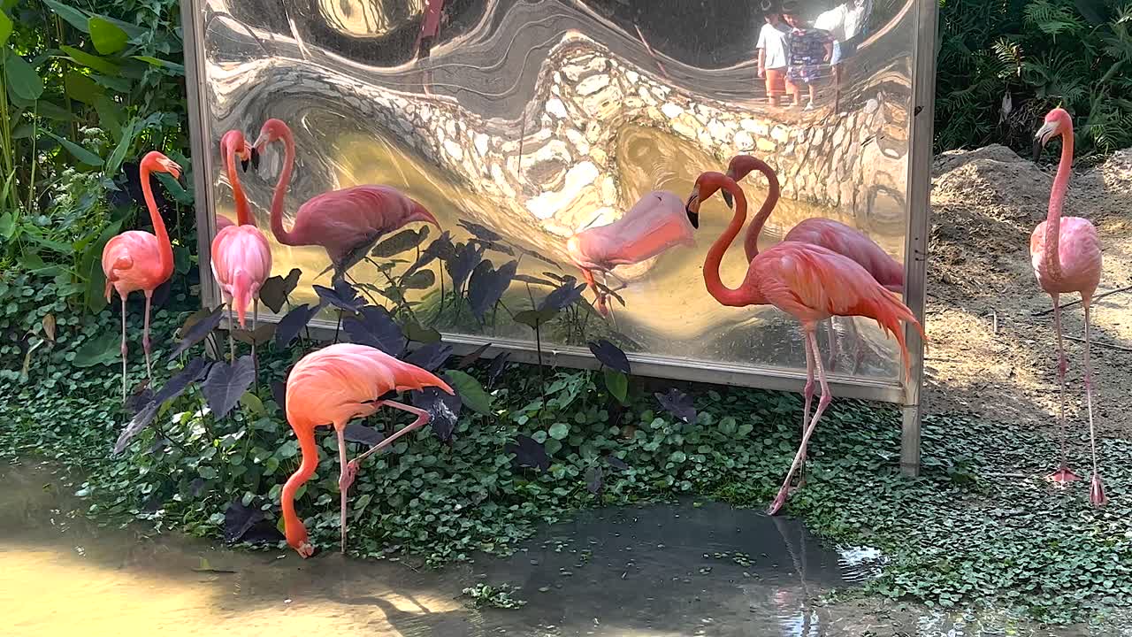 фламинго в зеркальном помещении