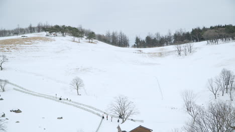 snow-covered daegwallyeong sheep farm during winter in pyeongchang, south korea