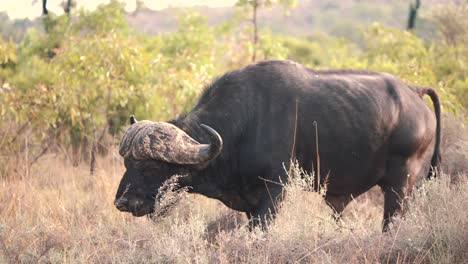 large african buffalo bull lumbering slowly through savannah bushes