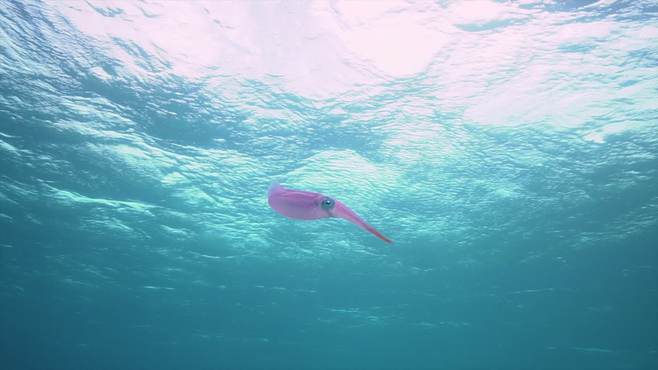 Due calamari scivolano attraverso acque tropicali limpide sopra una vivace barriera corallina mentre la telecamera si muove dolcemente verso di loro, catturando la calma vita marina in un incontaminato ambiente oceanico.