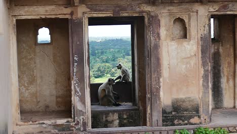 gray langurs (monkeys) in the indian temple