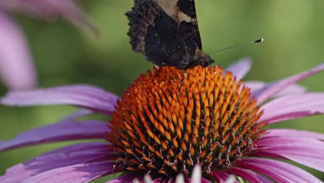 small tortoiseshell butterfly sipping nectar from purple coneflower - macro-4