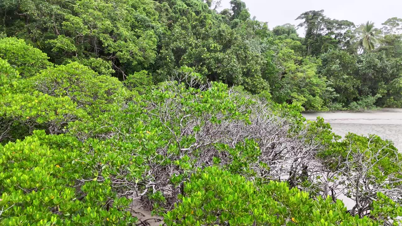 Camera slowly pans across vibrant mangrove forest under soft daylight, revealing dense tropical vegetation