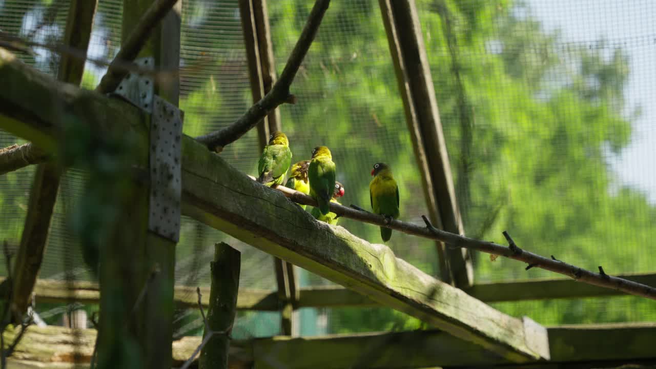 Group of exotic birds held in captivity relaxing in the sun