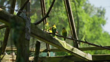 Gruppe-Exotischer-Vögel,-Die-In-Gefangenschaft-Gehalten-Werden-Und-Sich-In-Der-Sonne-Entspannen