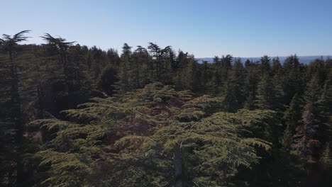 aerial view of forest drone shot flying over spruce conifer treetops, nature background footage in high-quality resolution