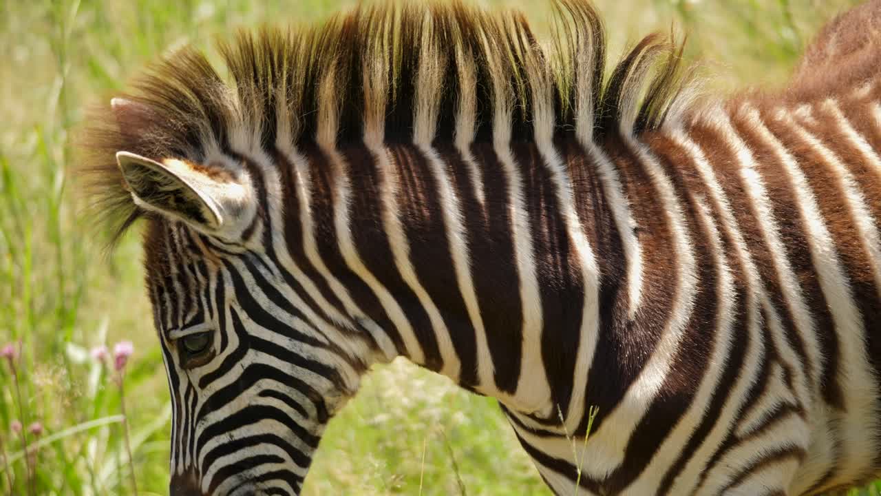 cámara lenta: cierre el perfil de la cebra bebé comiendo hierba, se asusta y se aleja de dos cebras peleando en un día soleado