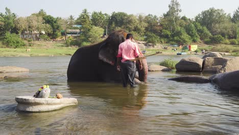 karnakata  male washing elephant in river. elephant falls sideways, laying down in water to get underneath washed.